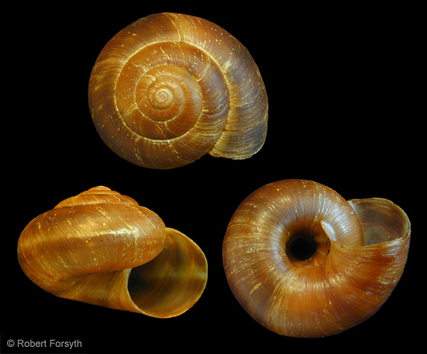 Photo of Anguispira kochi by <a href="http://www.mollus.ca/">Robert  Forsyth</a>